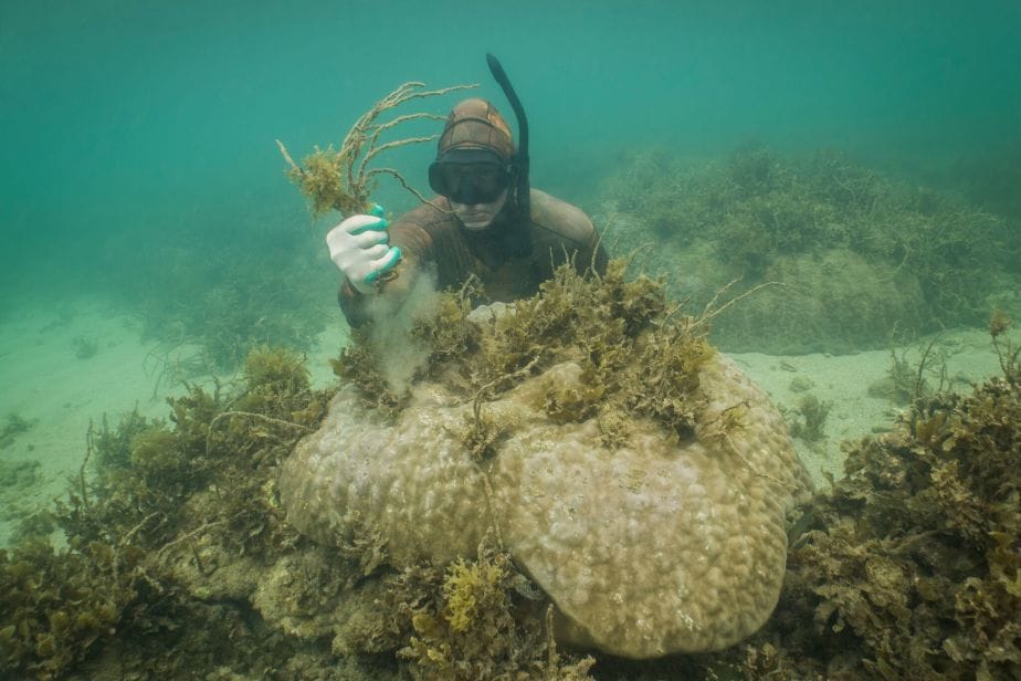 Corals storm back after ‘sea-weeding’ project