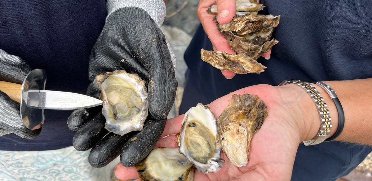 That really shucks: Pesticide pollution threatens shellfish safety
