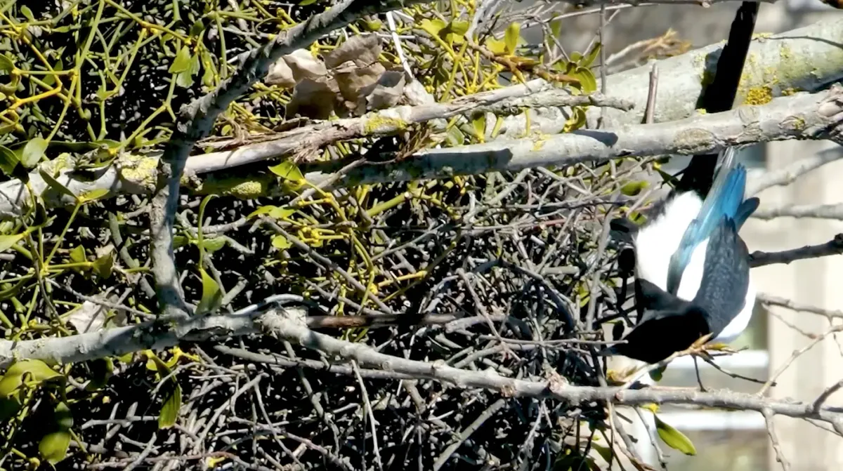 Birds are the ultimate architects, designing their nests for every climate