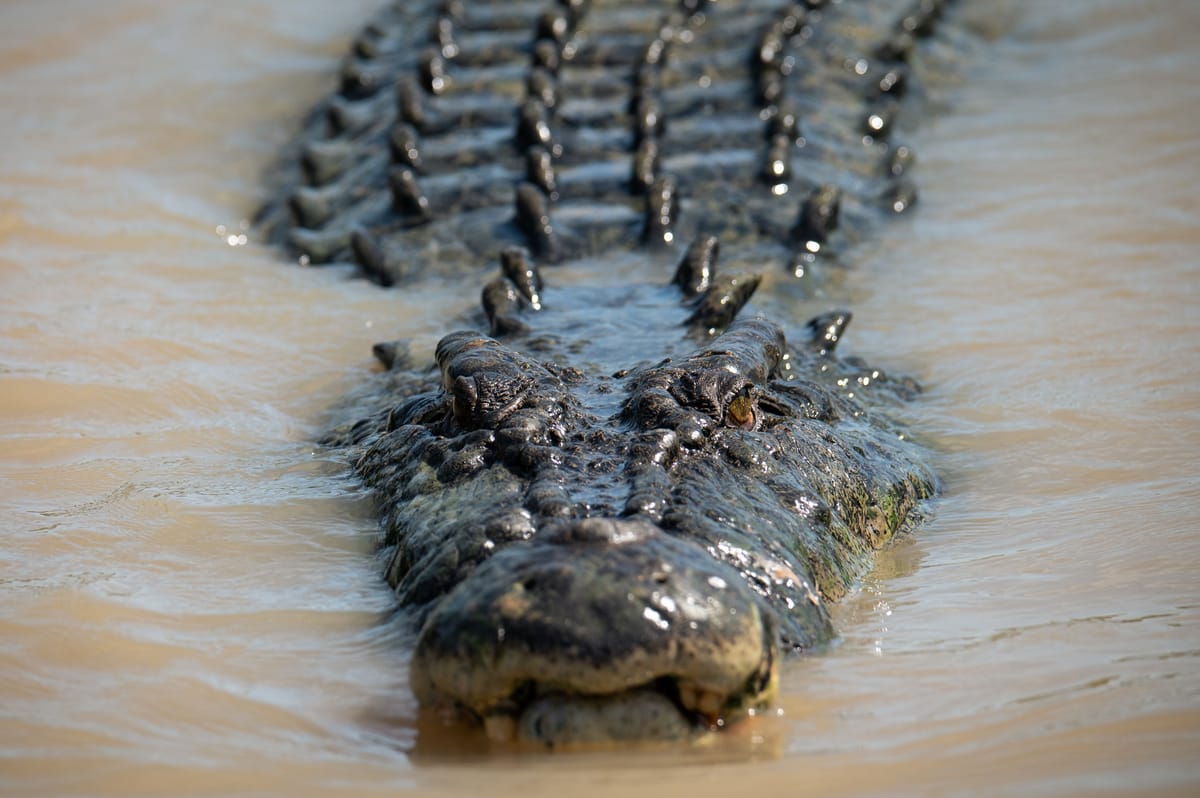 Culling crocs not the answer to stopping attacks: Paper