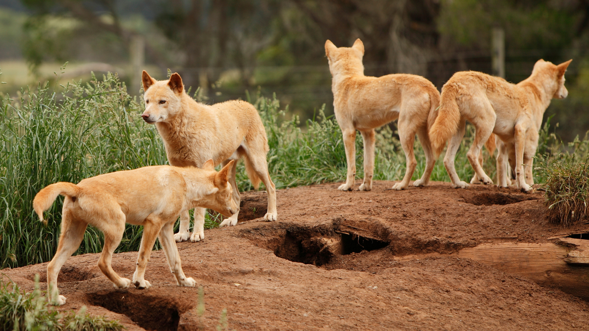 Ancient genomes reveal more than two thousand years of dingo population structure