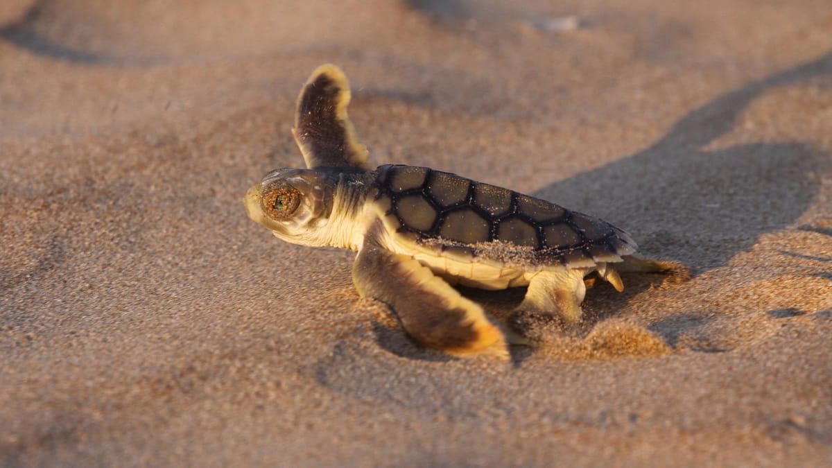 Safer to be an egg than a Flatback turtle hatchling