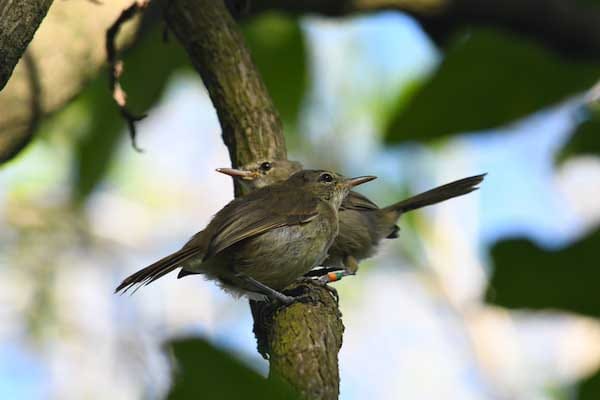 Why some birds divorce and others partner for life