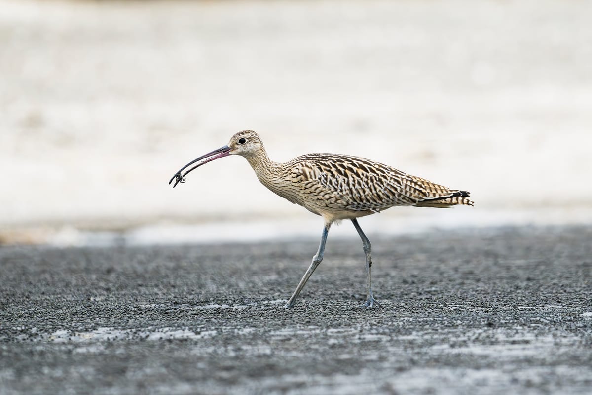 Volunteers protected Darwin wildlife for 50+ years, but new research suggests it’s time to stop winging conservation efforts