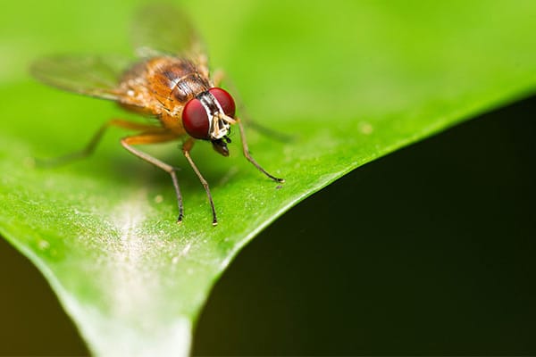 Common farm chemical threatens insect survival