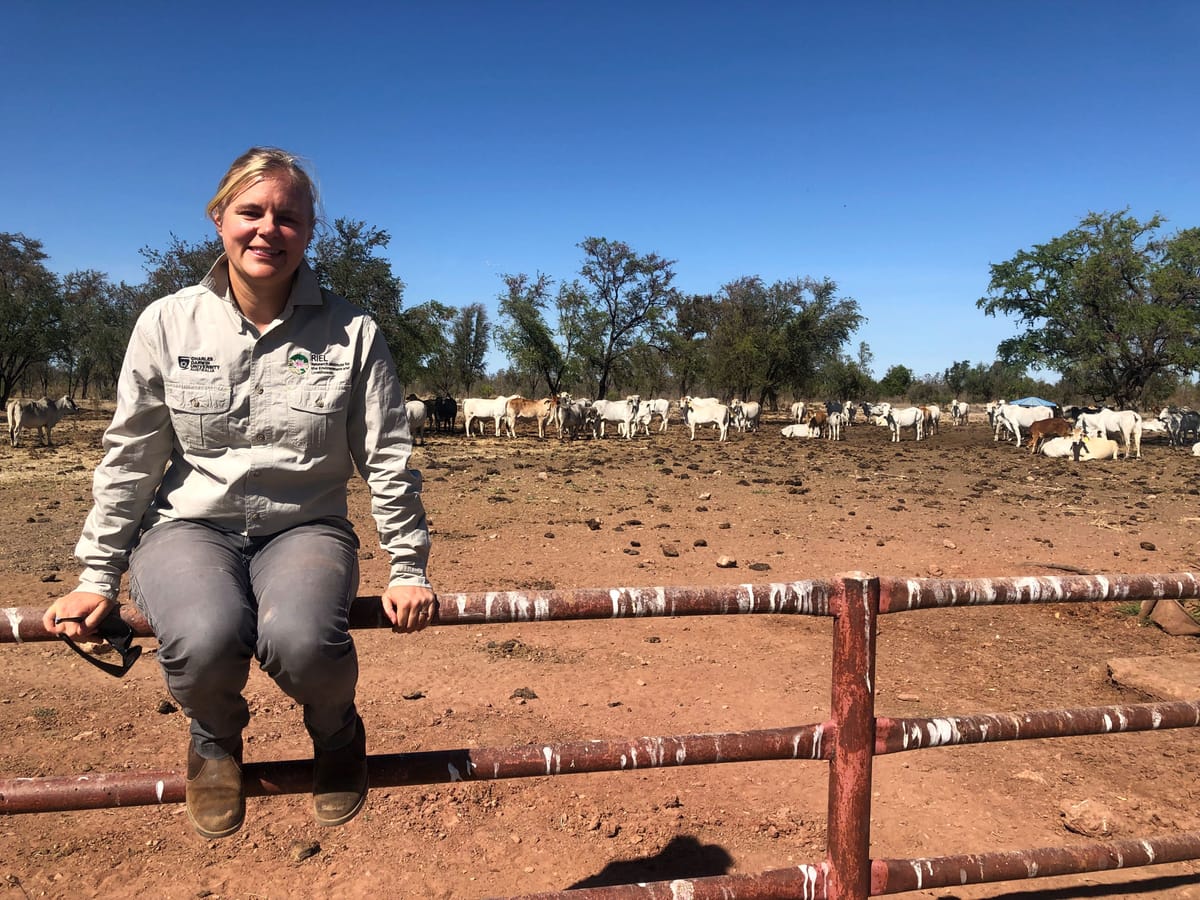Moo-ving the boundaries: New research evaluates virtual fences for use on NT cattle stations