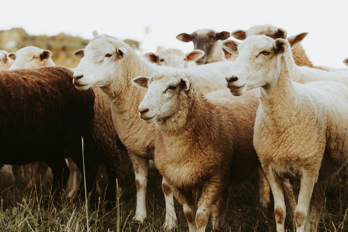 ECU research to support sheep industry transition with Federal grant