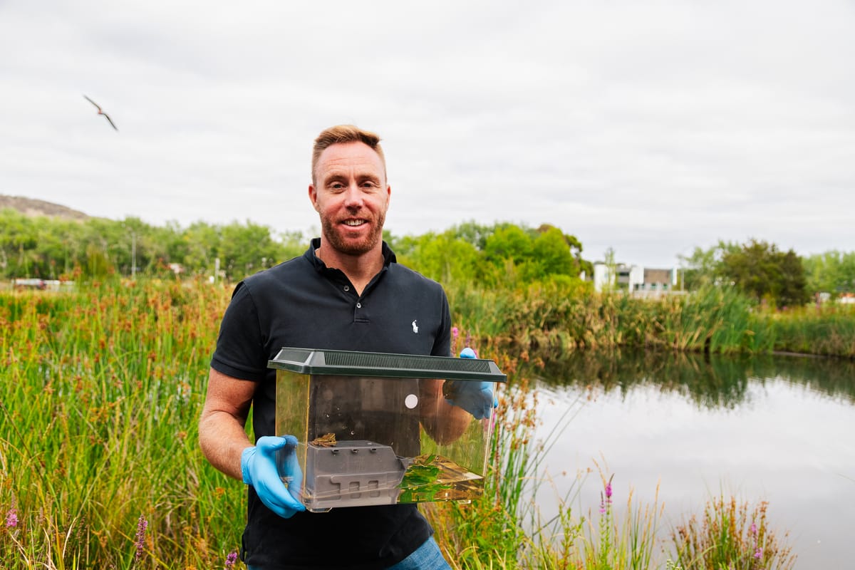 UC research project returns extinct frogs to the ACT, marks major milestone in global fight against chytrid fungus