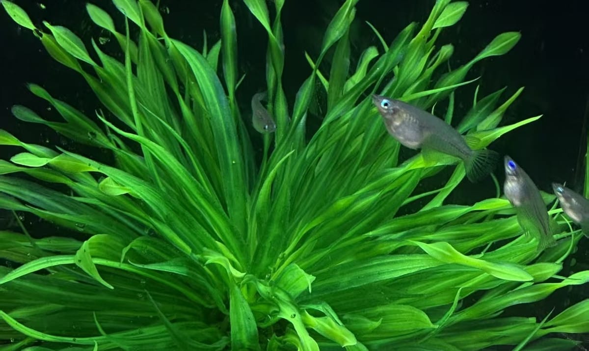 Nanoplastics hindering cognitive abilities of fish, international research shows