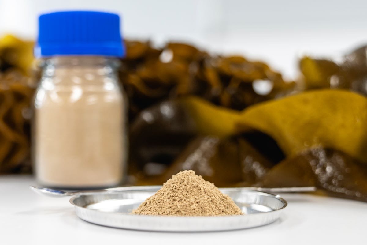 Seaweed has the potential to create a shield to block norovirus infection