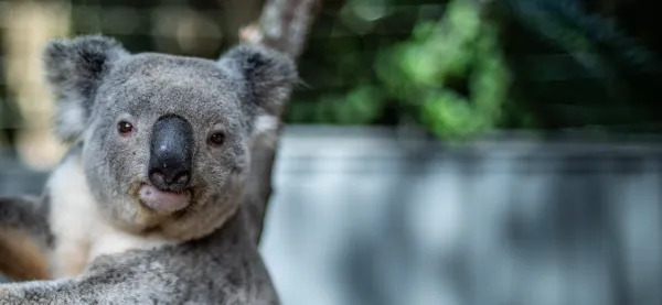 Funding to roll out vaccine to fight deadly koala chlamydia