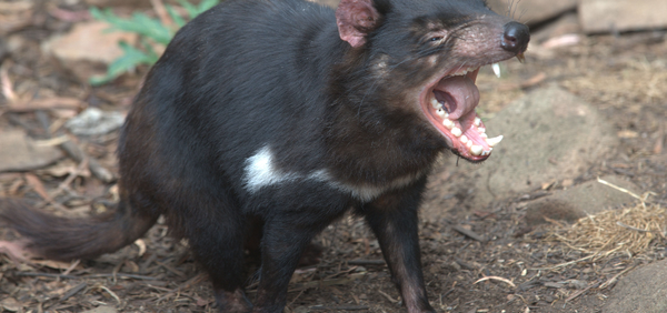 A biting discovery about Tasmanian devils
