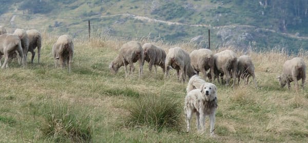 Guardian dogs safeguard livelihoods and biodiversity