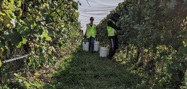 Helping to mitigate climate change impacts for Tasmania’s wine industry
