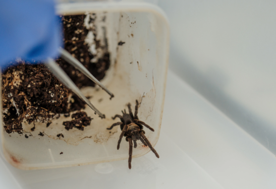 Spider venom to be developed into an insecticide against locusts