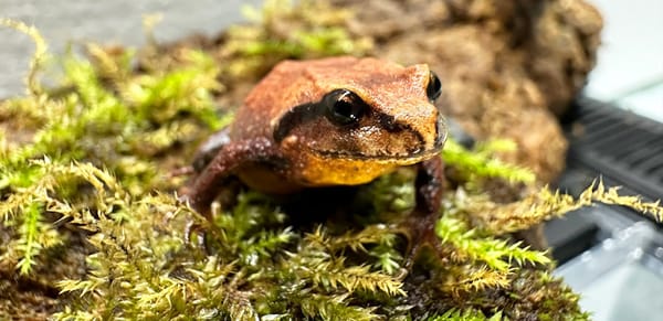 Mountain frog breeding and release program leaps ahead with federal funding