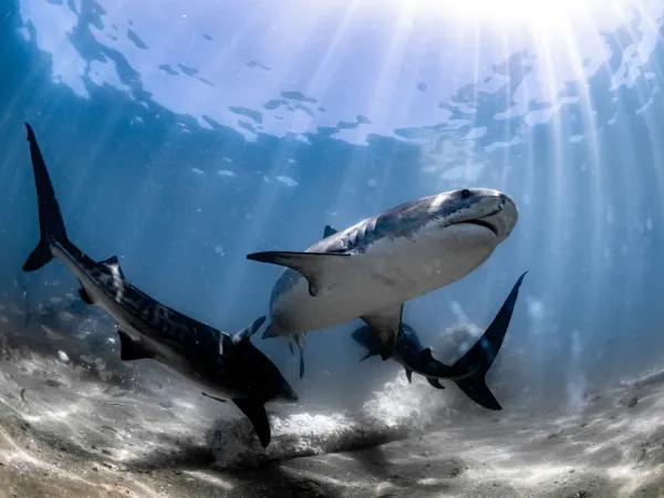 Apex sharks are becoming smaller, scarcer and it’s changing our ecosystems