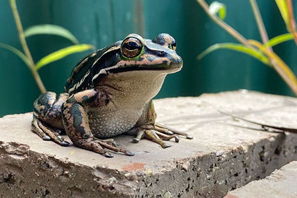 Hot spot 'saunas' a new lifeline for endangered frog populations