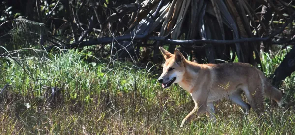 Ancient skeletons prove little interbreeding in modern dingoes