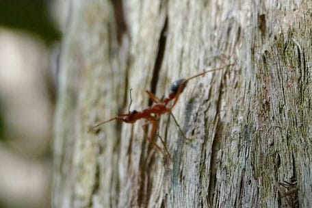 Ants navigate the night by moonlight: discovery