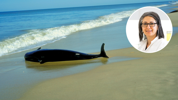 New parasite research may solve the mystery of why pilot whales strand on beaches