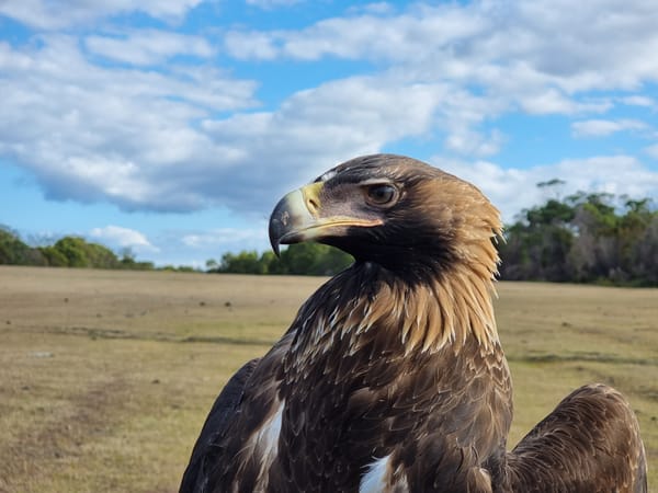 Meet Ernie, the wedge-tailed eagle who didn’t want to leave home