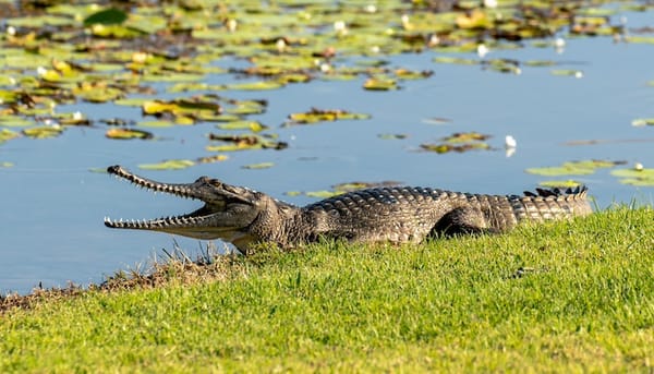 Scientists condition crocodiles to avoid killer cane toads