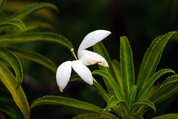 One in three plants call islands home, now more than half are under threat