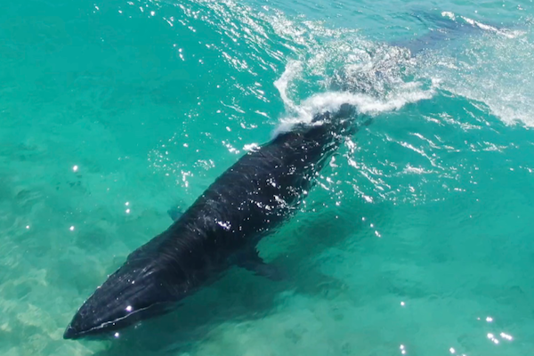 Surfing whales: citizen scientists help reveal behaviour of elusive tropical species