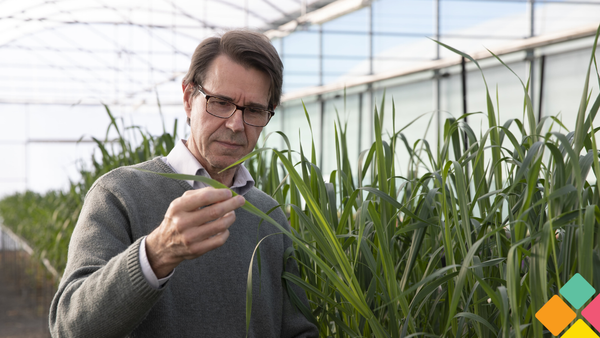 Saving our cereals: fungal infection prevention saves billions of dollars and secures food supply | 2024 Shaping Australia Awards finalists