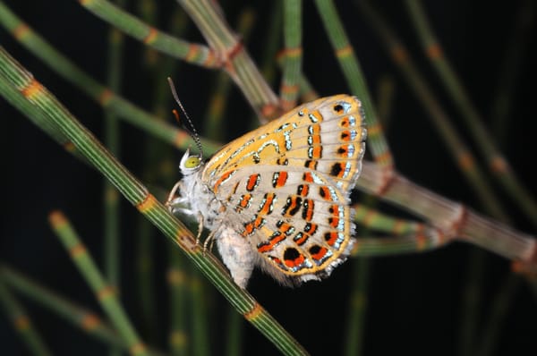 Study reveals extreme rate of Australia’s invertebrate extinction
