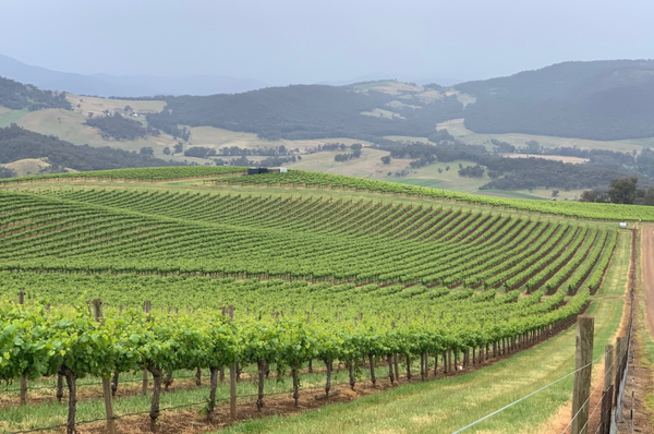 ‘Wizards’ protecting wine from smoke taint