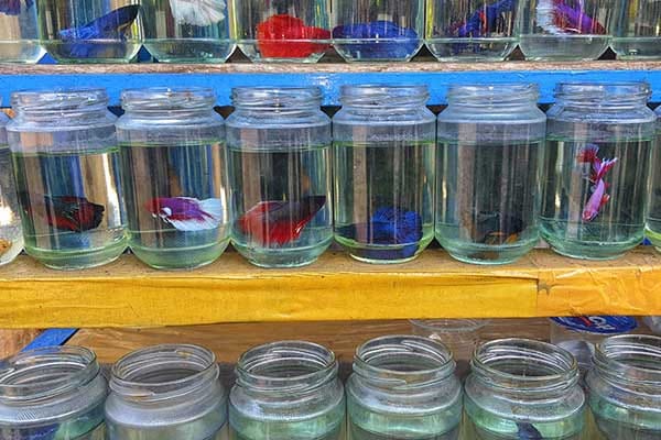 Siamese fighting fish need more space in pet shops: new behaviour data