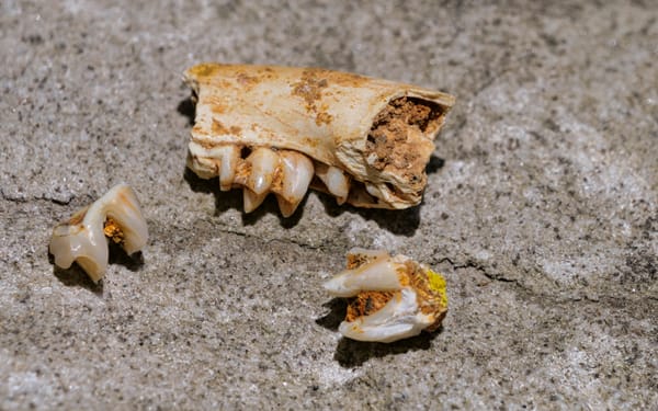 280,000-year-old fossils rewrite rock wallaby history, epic journeys shaped survival